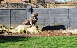 Staffordshire Bull Terrier dogs for sale: Handsome Axel - Image 6
