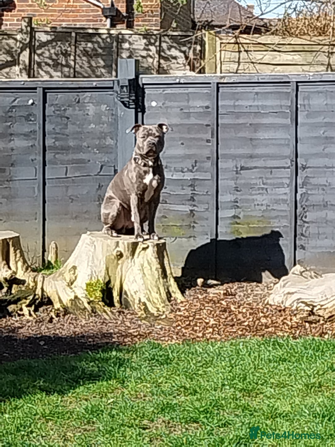 Staffordshire Bull Terrier dogs for sale: Handsome Axel - Image 6