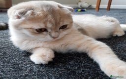 Scottish Fold cats for sale: TICA Registered Scottish Fold Two Spayed Kittens  - Image 17