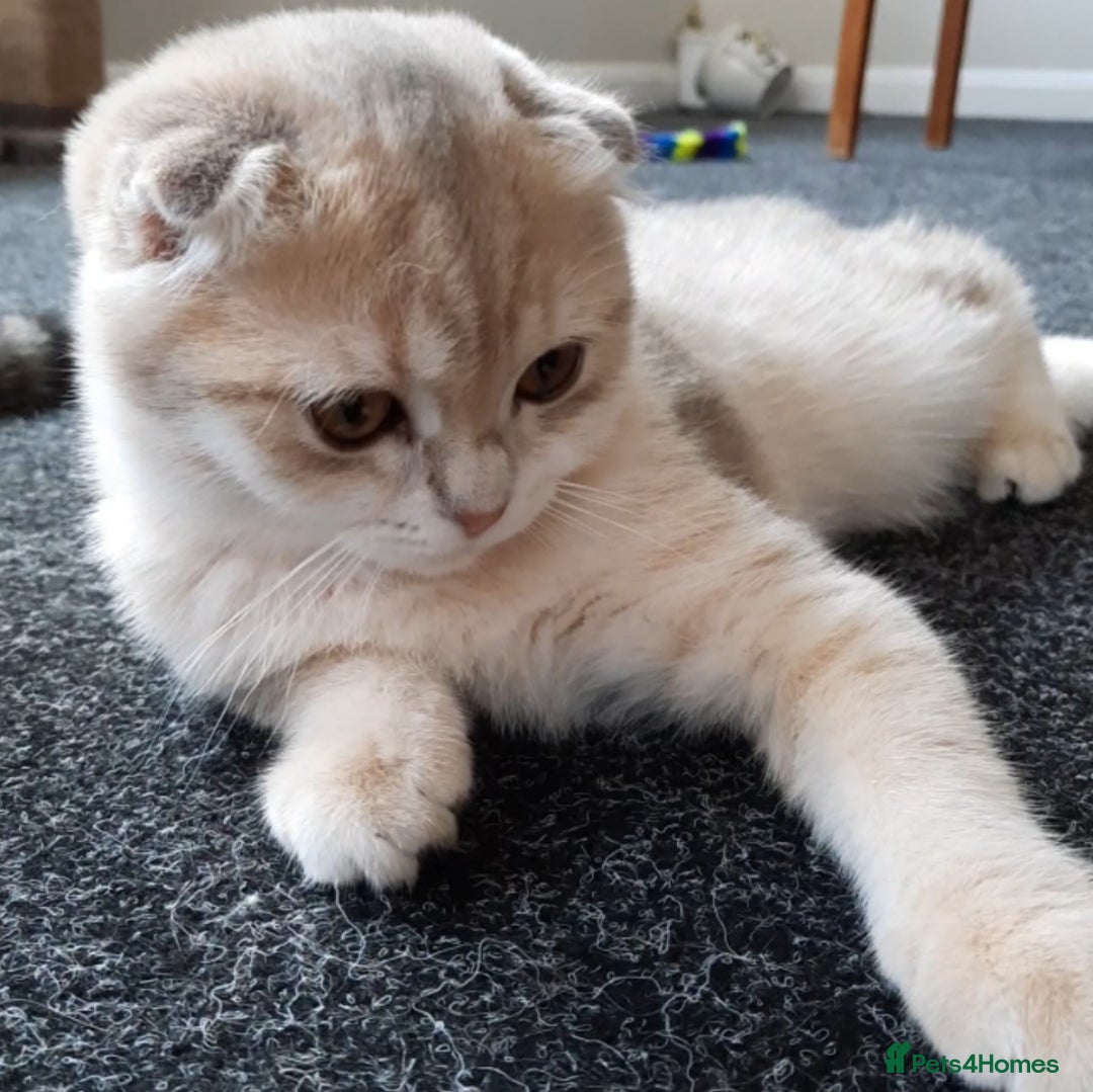 Scottish Fold cats for sale: TICA Registered Scottish Fold Two Spayed Kittens  - Image 17