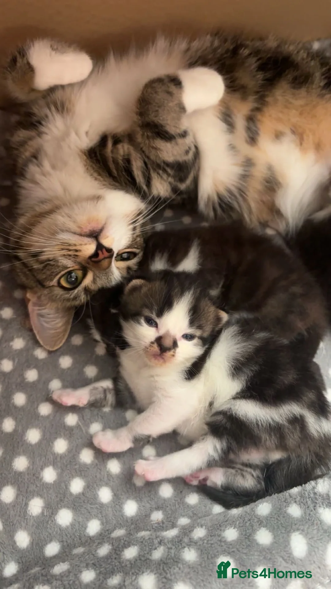 British Shorthair cats for sale: Beautiful British Shorthair Kittens in Westcliff-on-Sea - Advert 1