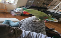 Parrots birds for sale: Beautiful Alexandrine Parrot for sale  - Image 4