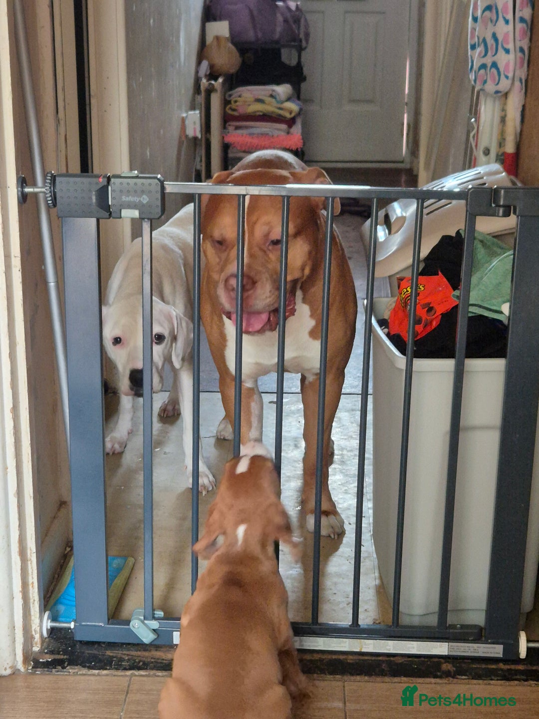 Mixed Breed dogs for sale: Mixed breed - Image 10