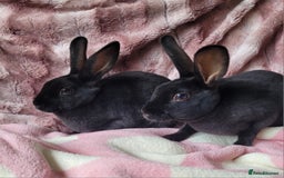 Rex rabbits for sale: Mini Rex babies- various colours & ages - Image 5