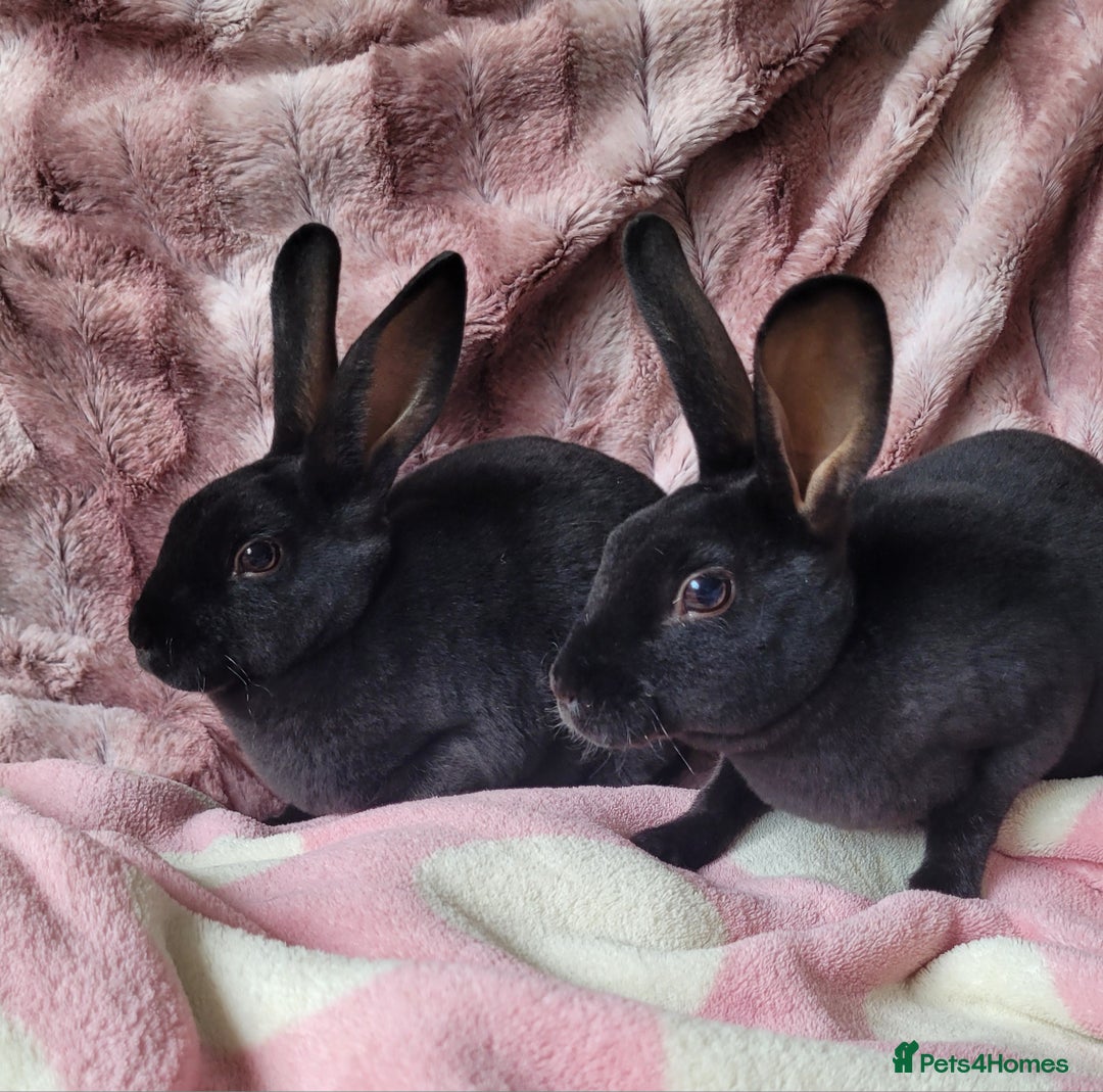 Rex rabbits for sale: Mini Rex babies- various colours & ages - Image 5