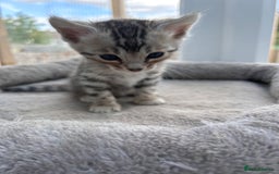 Bengal cats for sale: 3 Pedigree Bengal kittens, Male, for sale - Image 7