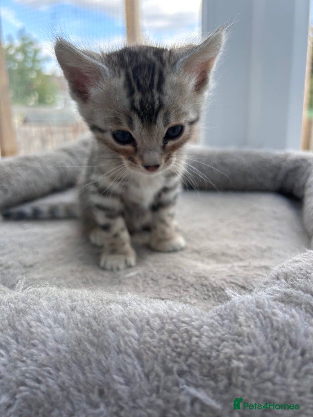 Bengal cats for sale: 3 Pedigree Bengal kittens, Male, for sale - Image 7