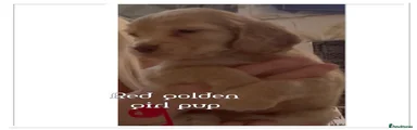 Cocker Spaniel 4