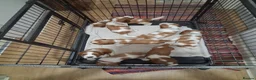 Welsh Springer Spaniel dogs for sale: Two little boys still available. in Llanidloes - Advert 3