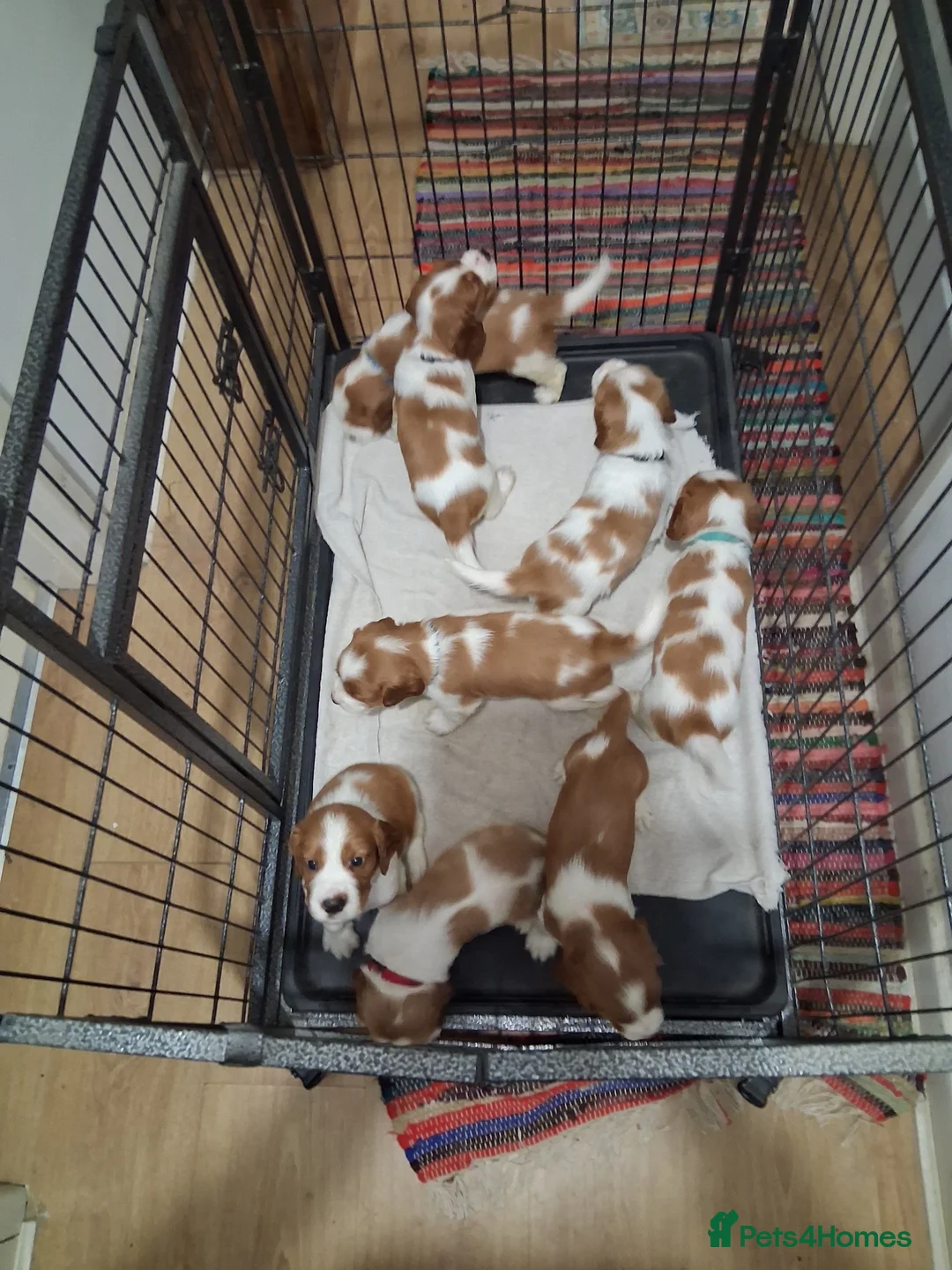 Welsh Springer Spaniel dogs for sale: Two little boys still available. in Llanidloes - Advert 3