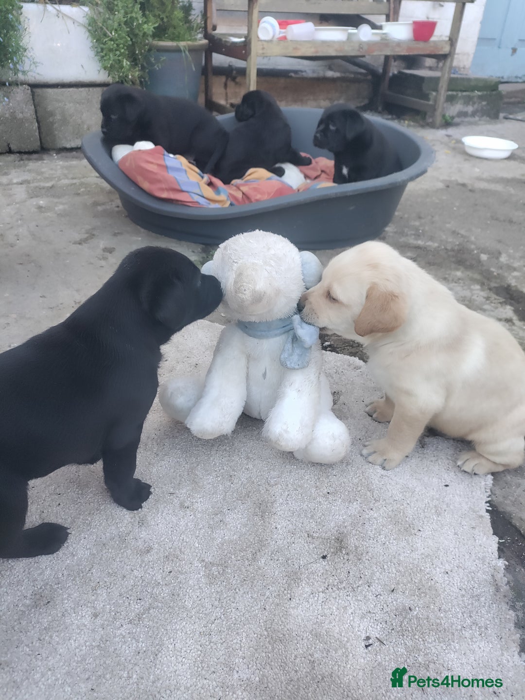 Labrador Retriever dogs for sale: Adorable Labrador Puppies  - Advert 10