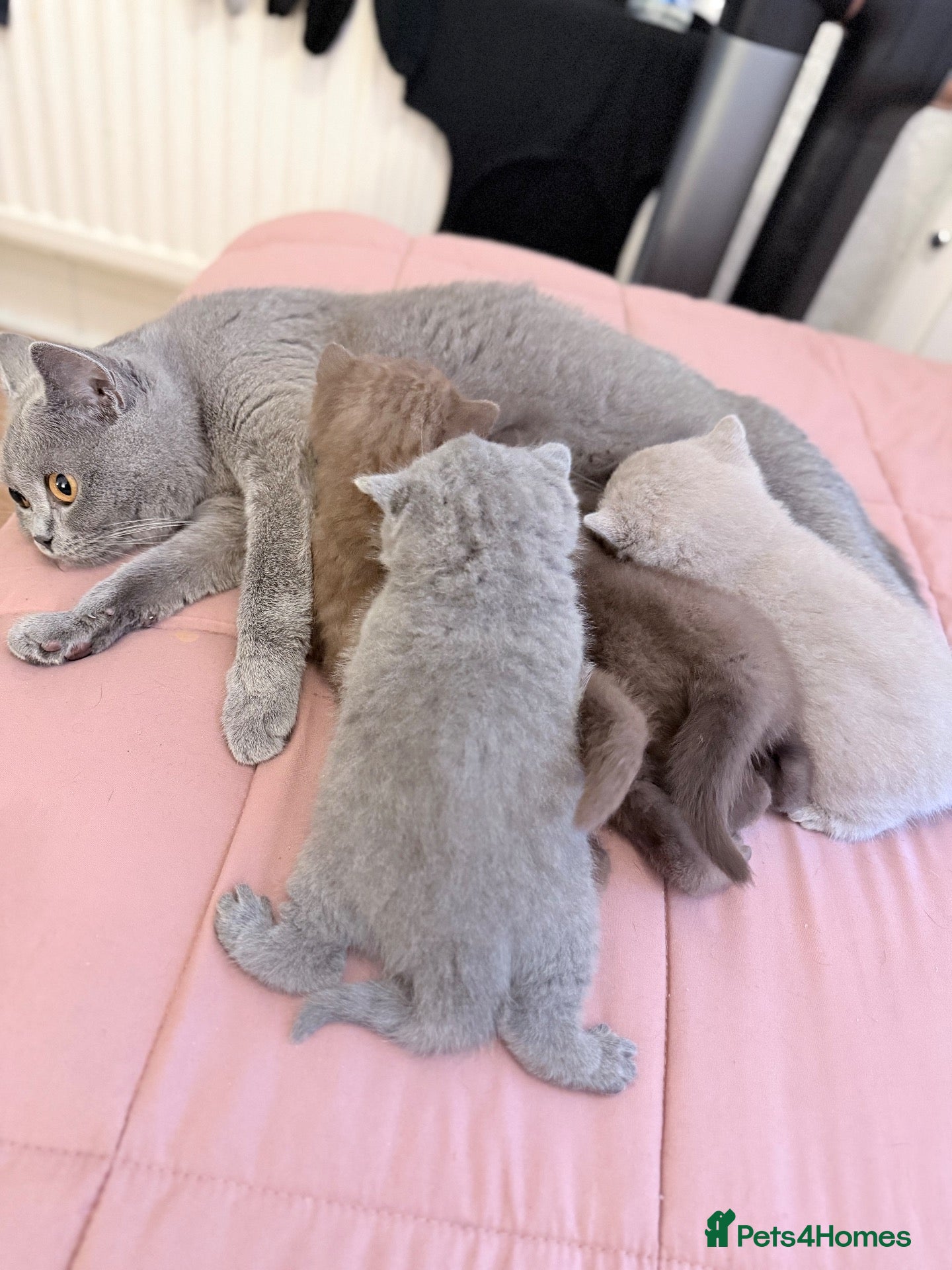 British Shorthair cats Fully british short hair kittens  - Advert 1