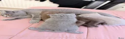 British Shorthair cats for sale: Fully british short hair kittens  - Advert 1