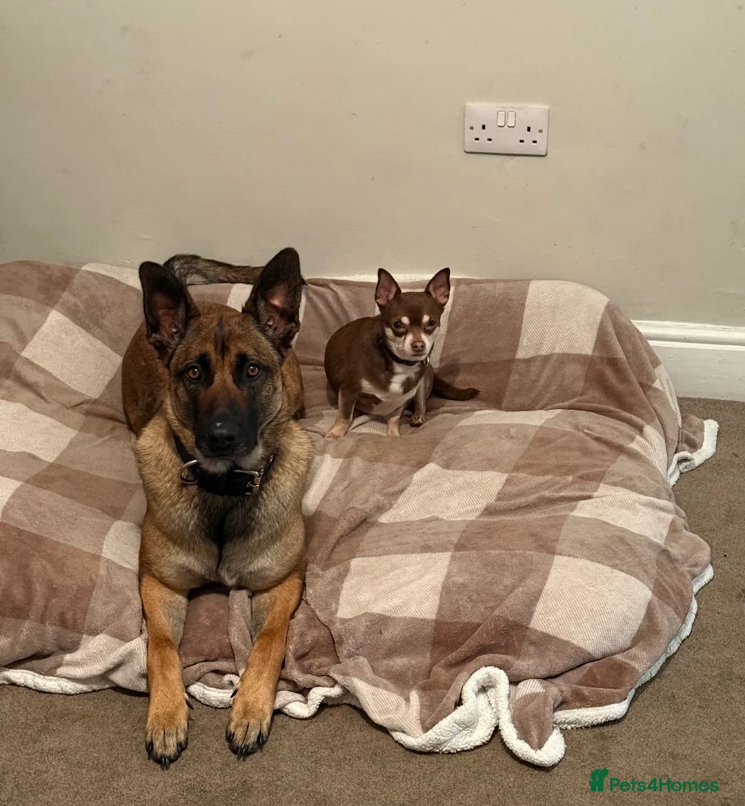 Chihuahua dogs for sale: 4/5 year old neutered boy in Bedford - Advert 2