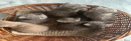 British Shorthair cats for sale: British Shorthair GCCF-registered Kittens  - Advert 4