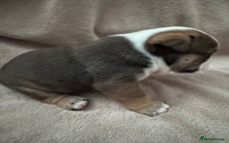 English Bulldog dogs for sale: KC Registered English Bulldog Puppies - Image 17