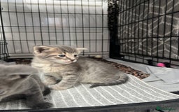 Siamese cats for sale: Beautiful Siamese-Linked Kittens Ready Soon 🐾🤎 - Image 4