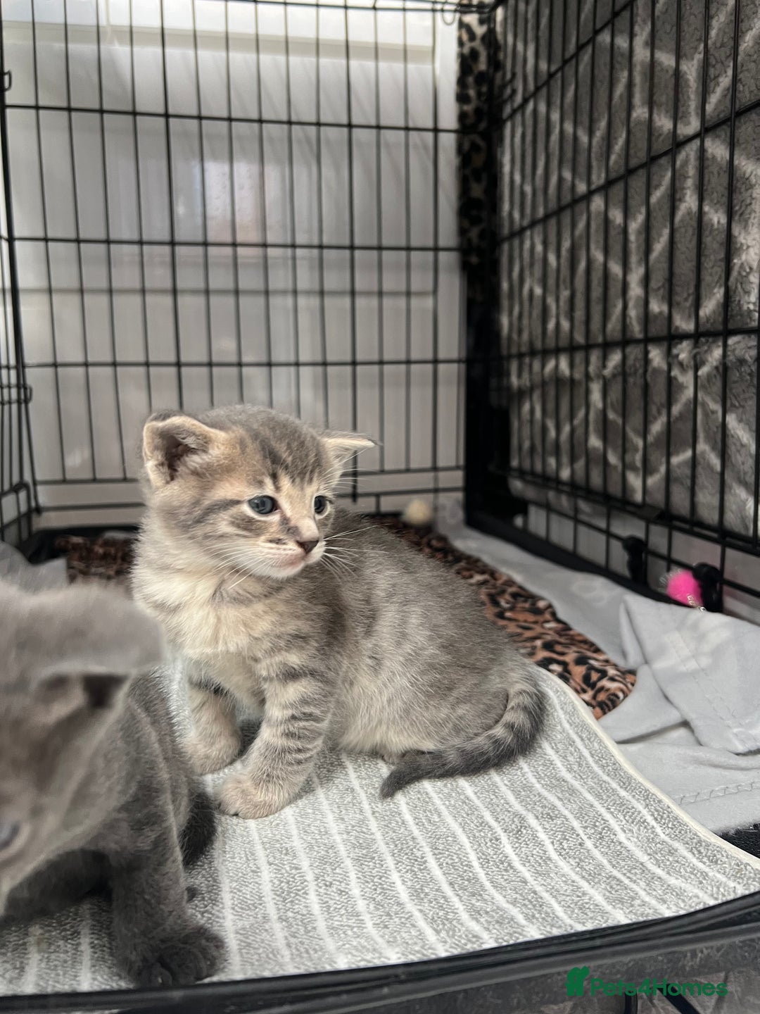 Siamese cats for sale: Beautiful Siamese-Linked Kittens Ready Soon 🐾🤎 - Image 4