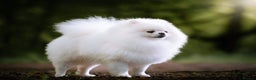 Pomeranian dogs for stud: For stud beautiful pure white Pomeranian in Leeds - Advert 3