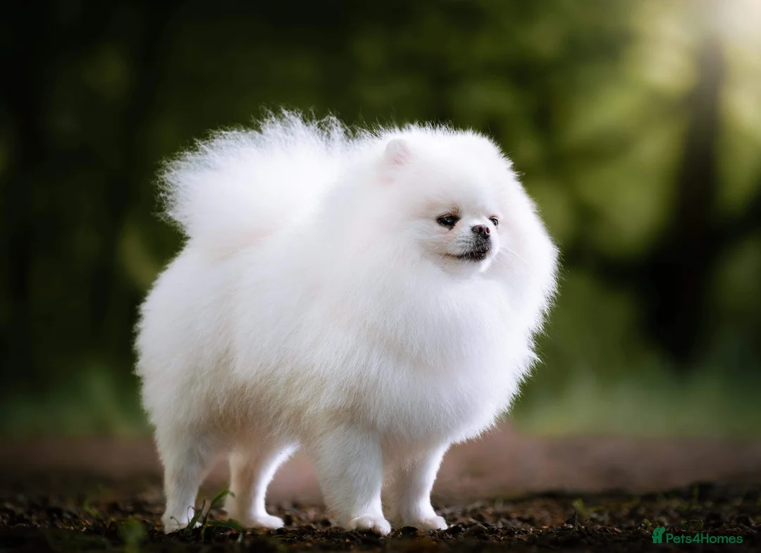 Pomeranian dogs for stud: For stud beautiful pure white Pomeranian in Leeds - Advert 3