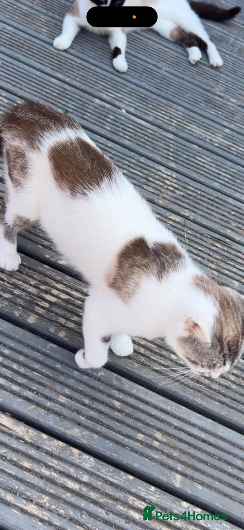Mixed Breed cats All kittens 100£ fluffy boy 200£ - Advert 10