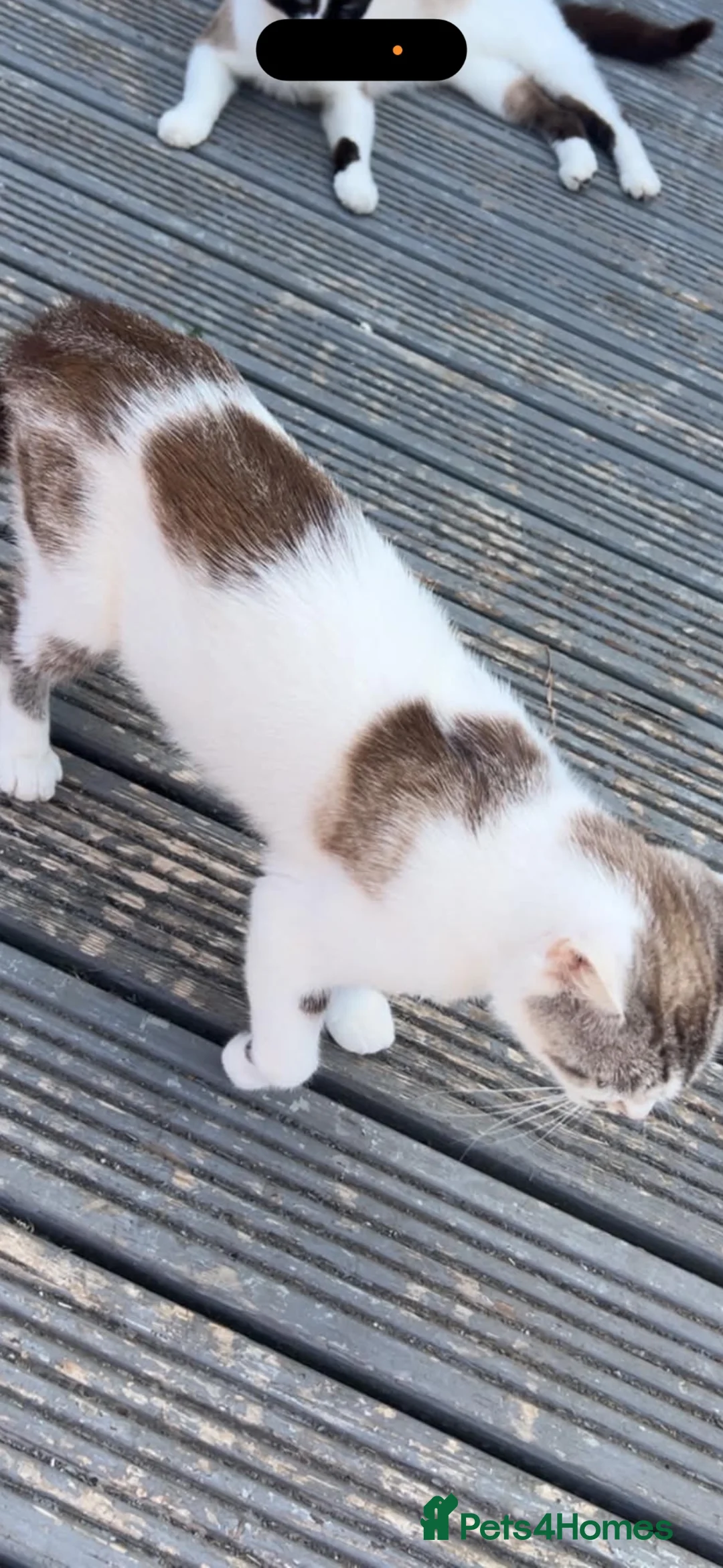 Mixed Breed cats for sale: All kittens 100£ fluffy boy 200£ - Advert 1