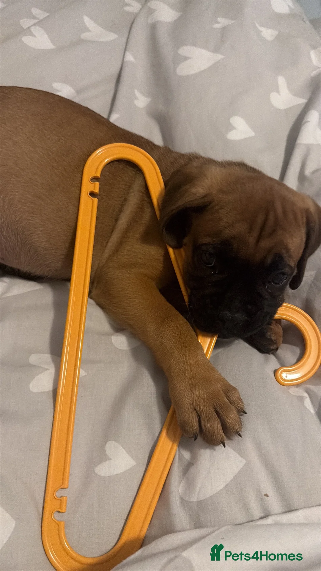 Mixed Breed dogs for sale: Boxer x bullmastiff puppy  - Advert 2