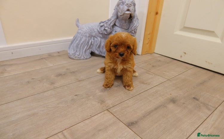 Cavapoo dogs - Advert 5