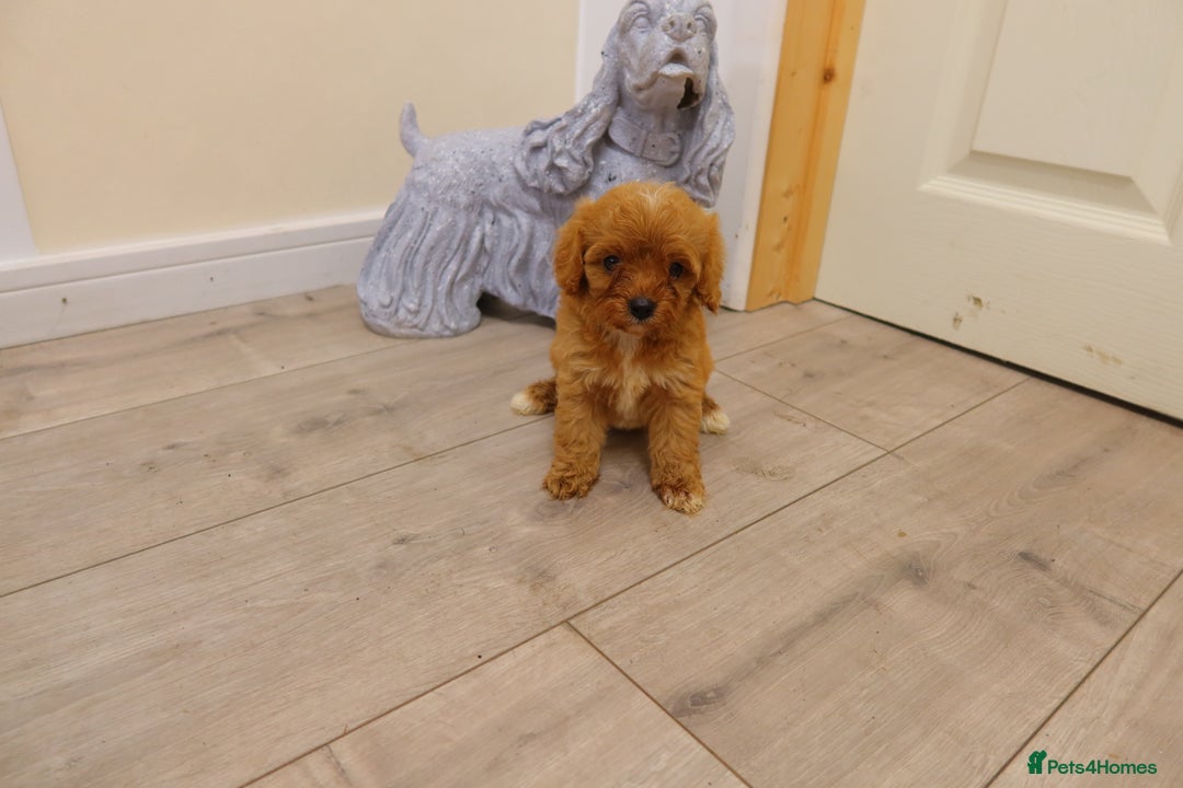 Cavapoo dogs for sale: F1 Cavapoo puppy's  - Image 1