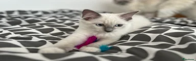 Ragdoll Kitten 2