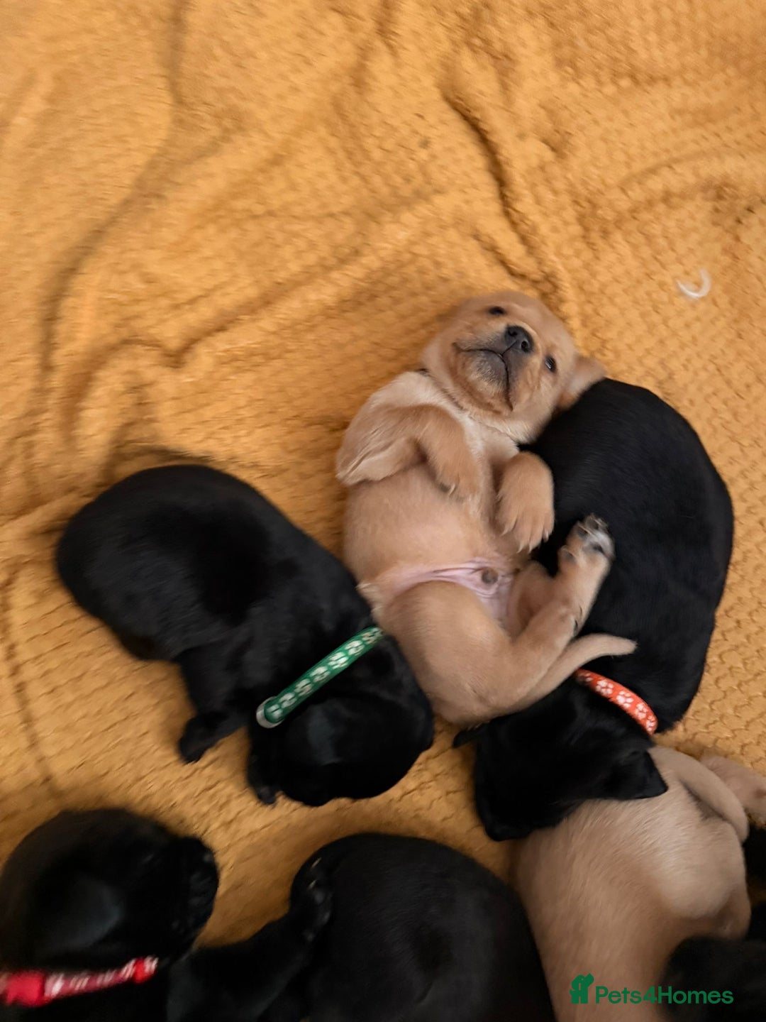 Labrador Retriever dogs for sale: Labrador X Boxerdore puppies  - Advert 26