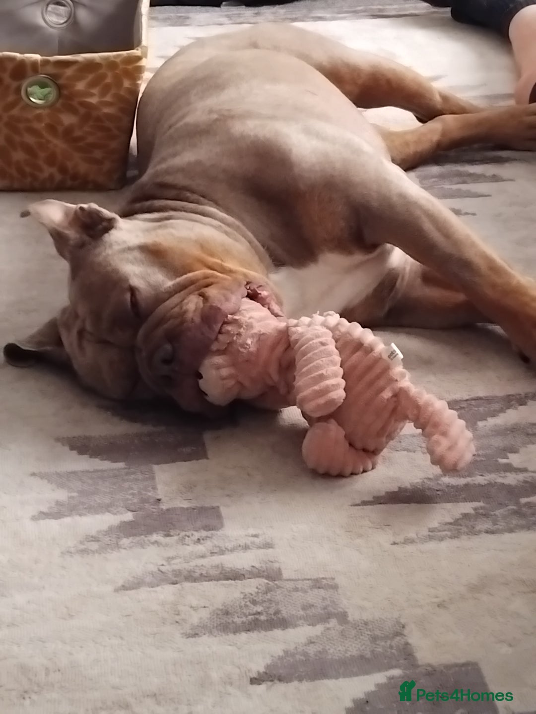 Olde English Bulldogge dogs for stud: Arlo marsden in Stockport - Image 7