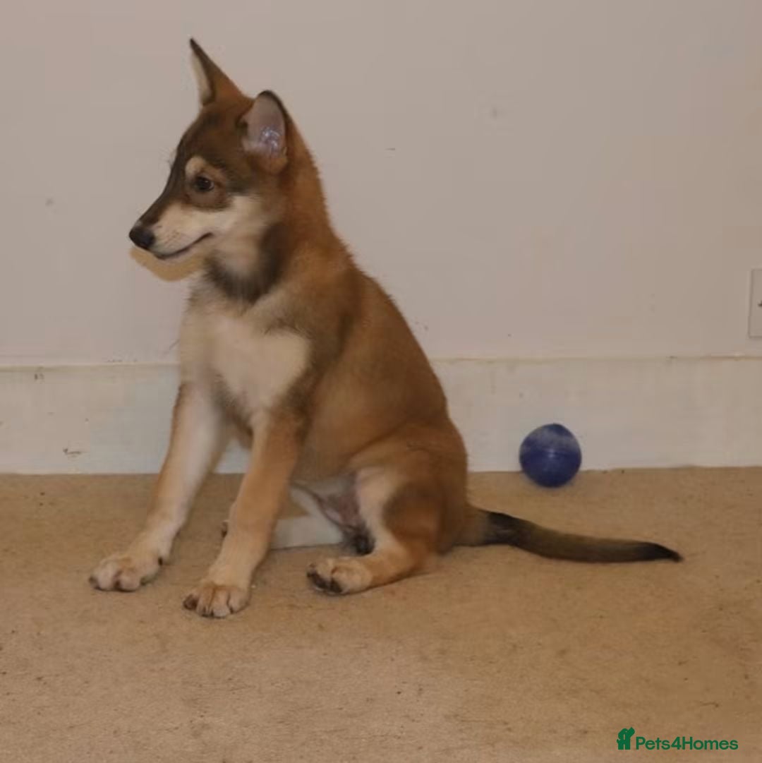 Saarloos Wolfdog dogs Female available - vaccinated and ready to leave - Advert 2