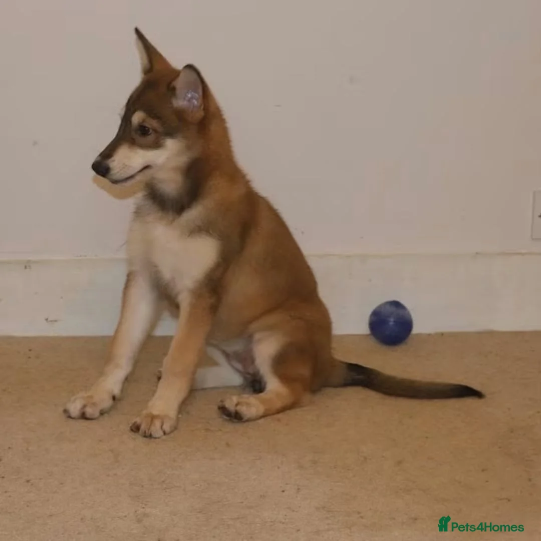 Saarloos Wolfdog dogs for sale: Female available - vaccinated and ready to leave - Advert 2