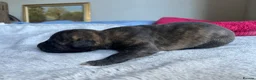 Lurcher dogs for sale: Bedlington/whippet lurcher puppies  - Advert 9