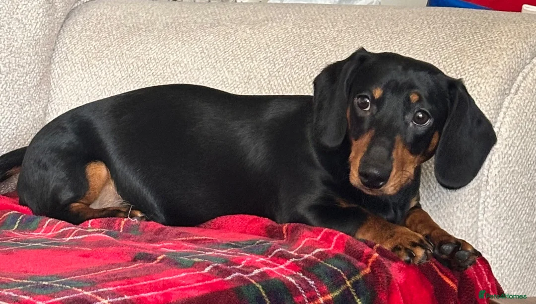 Miniature Dachshund dogs for sale: Miniature dachshund for sale in Newton Aycliffe - Advert 1