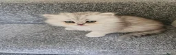 Persian cats for sale: 3 Pure Persian Chinchilla Kittens  - Advert 4