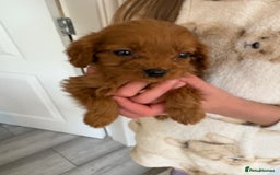 Cavapoo dogs for sale: Red Cavapoo puppies  - Image 6