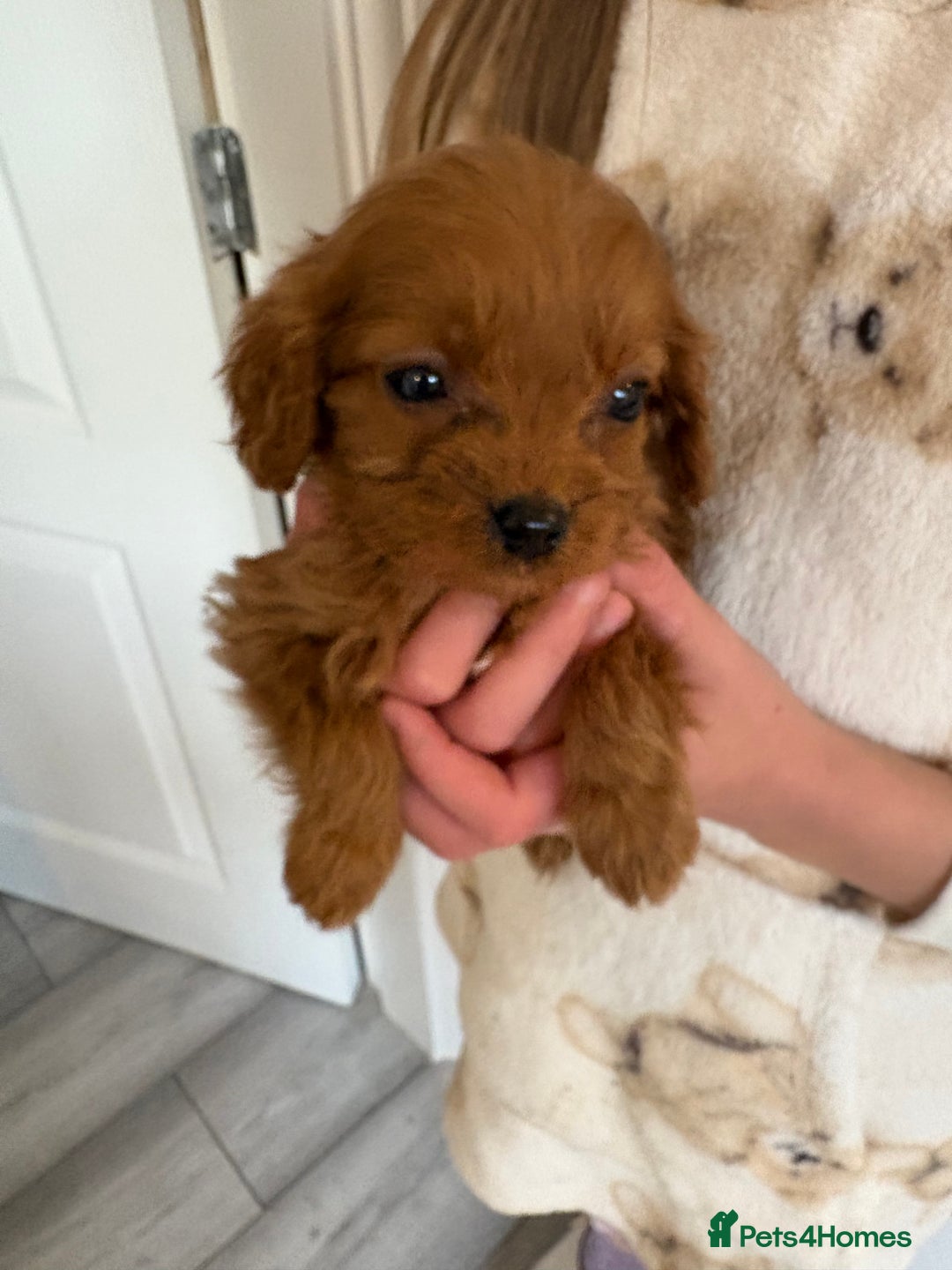 Cavapoo dogs for sale: Red Cavapoo puppies  - Image 6