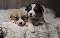 Welsh Corgi Pembroke dogs for sale: Naturally bobbed unique babies - Image 19