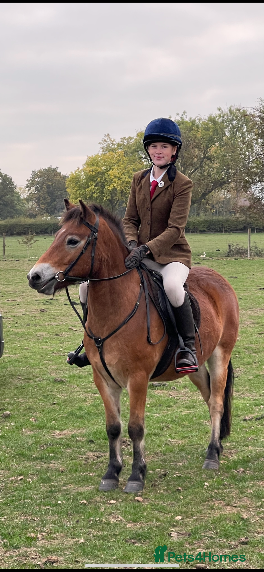 Exmoor horses for sale: Exmoor 12’1 gelding rising 6 drafted as a foal  - Advert 8