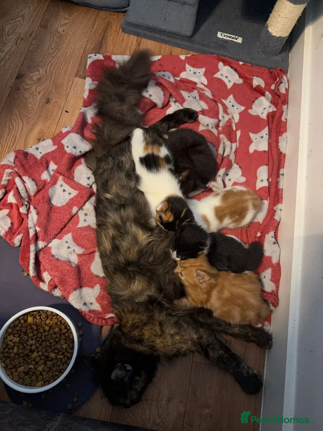 Mixed Breed cats for sale: Nova mixed Maine Coon girl ready now - Advert 11