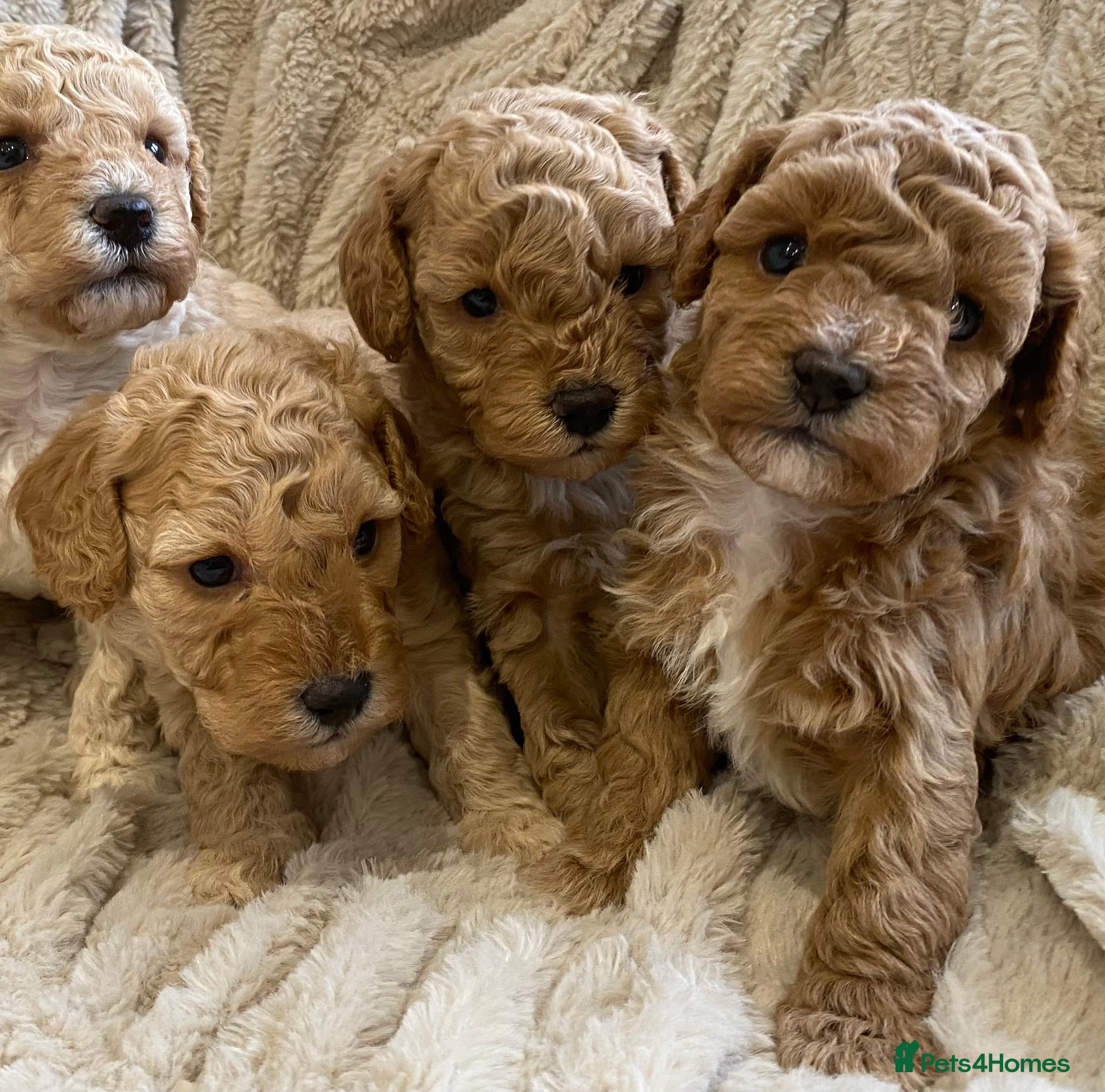 Cavapoo dogs Stunning Teddybear Cavapoo Puppies health checked  - Advert 2
