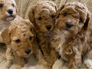 Cavapoo dogs Stunning Teddybear Cavapoo Puppies health checked - Advert 16