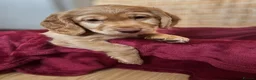 Cockapoo dogs for sale: Cockapoo puppies (F2) for sale - Advert 6