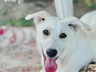 Mixed Breed dogs ❤️Meet George - Advert 1