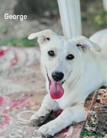 Mixed Breed dogs ❤️Meet George - Advert 1