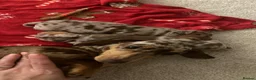Miniature Dachshund dogs for sale: Dapple miniature dachshunds - Advert 6