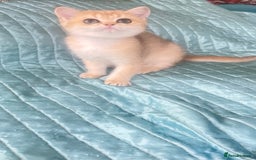 British Shorthair cats for sale: Pure breed British shorthair blue &  golden kitten - Image 12