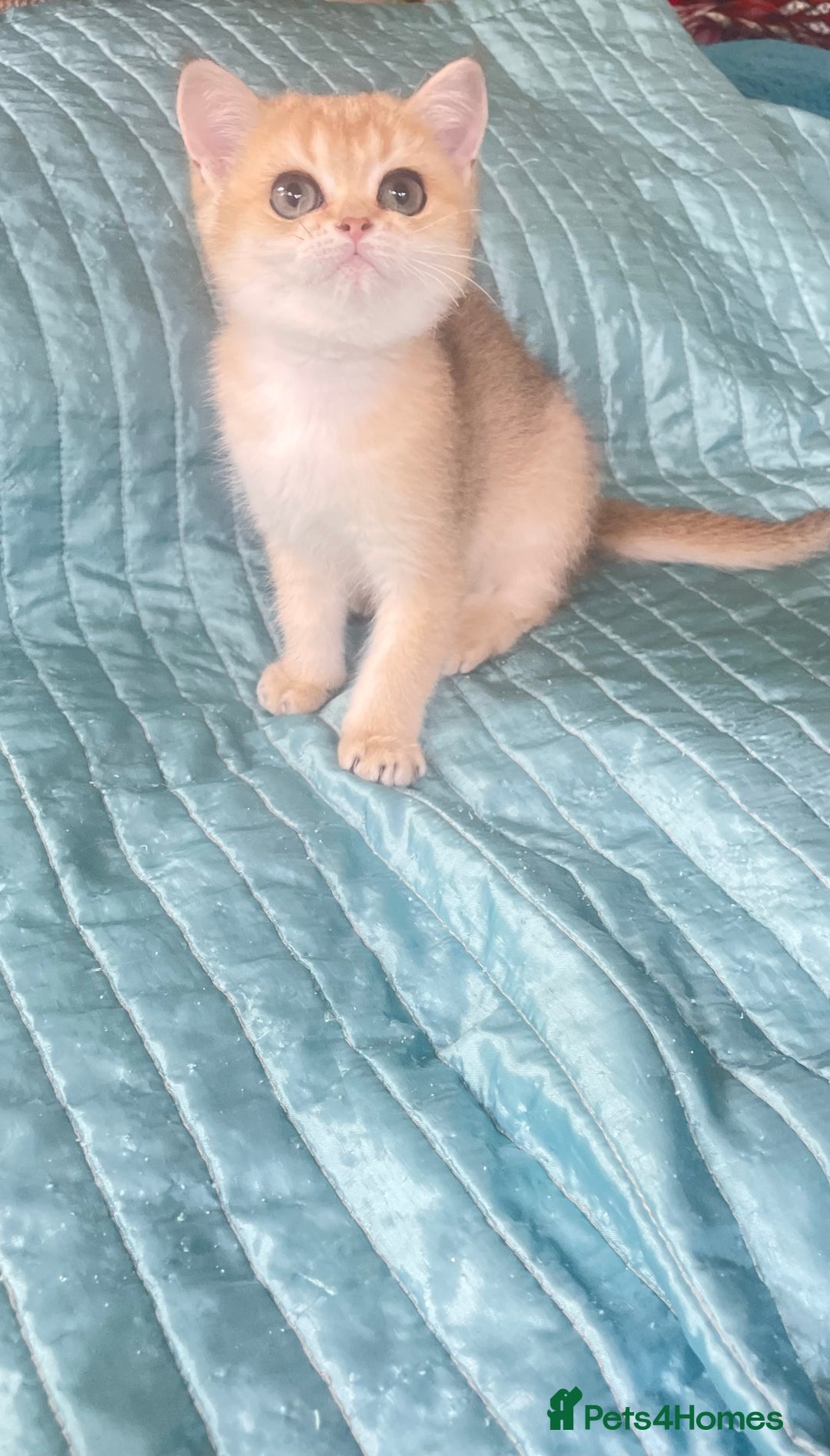 British Shorthair cats for sale: Pure breed British shorthair blue &  golden kitten - Image 12